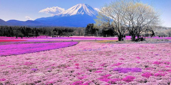 Bunga Shibazakura Indah Romantis Bukit Gambar Pemandangan
