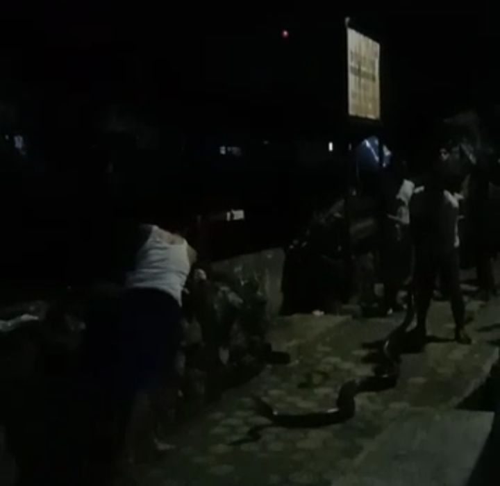 Ular Sepanjang 3 Meter Bikin Geger Warga Pasar Ambon 