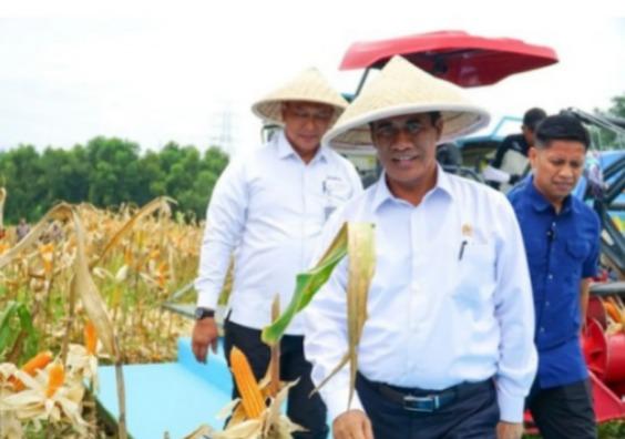 Pemerintah dorong Bulog ekspor jagung saat produksi alami surplus