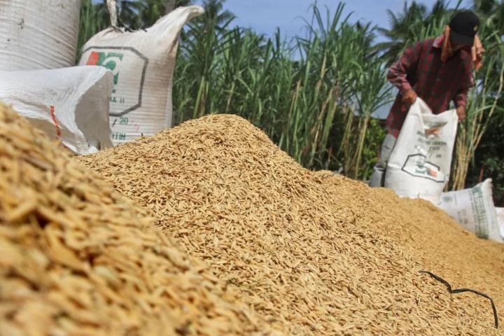 BPS: Nilai Tukar Petani di Lampung Meningkat 1,12 Persen