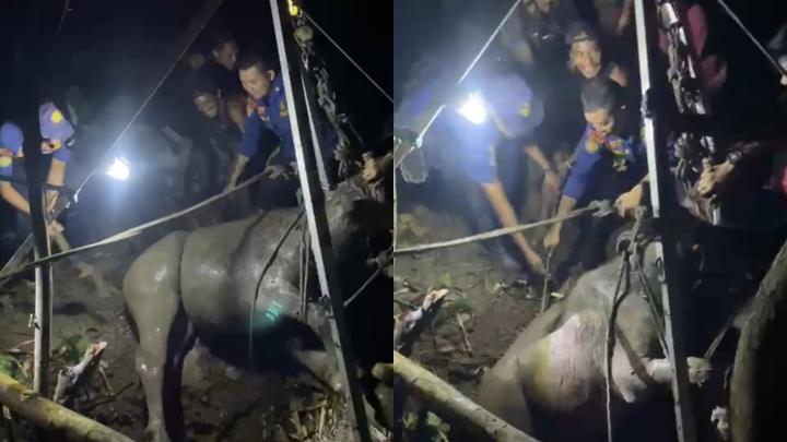 Lepas dari Ikatan, Kerbau Kurban Seberat 300 Kilogram Terjatuh ke Sumur Sedalam 8 Meter di Bandar Lampung