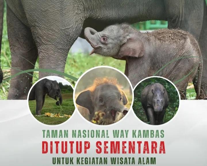 Demi Keselamatan Warga & Gajah, Objek Wisata (TNWK), Ditutup Sementara