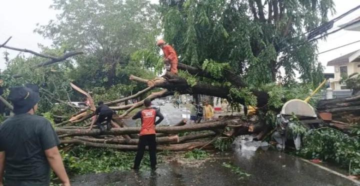 Tim Reaksi Cepat BPBD Bandar Lampung Sigap Evakuasi Pohon Tumbang di Sejumlah Ruas Jalan 