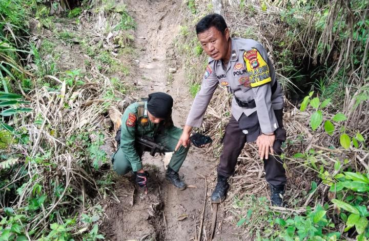 Serangan Harimau Sumatra di Pesisir Barat, Tujuh Kambing Warga Jadi Korban