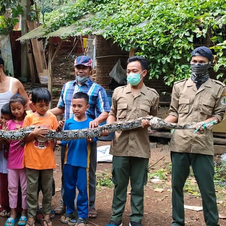 Kerap Meresahkan Warga, Ular Sanca Sepanjang 3,6 Meter Berhasil Dievakuasi