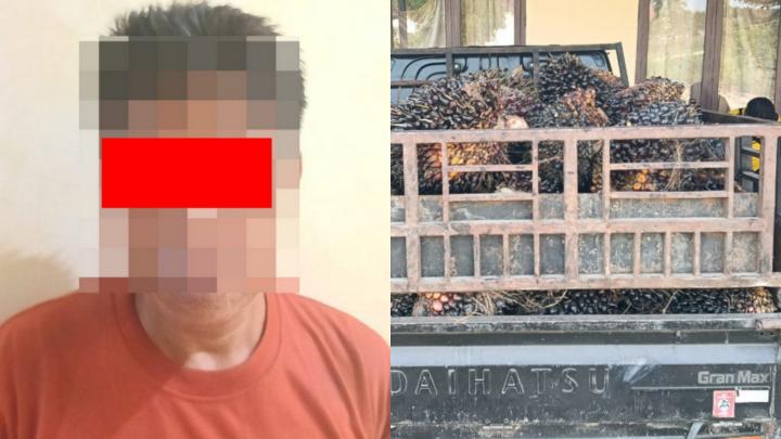 Bermodal Mobil Pikap, Polisi Tangkap Pelaku Pencurian Satu Ton Buah Sawit di Waykanan