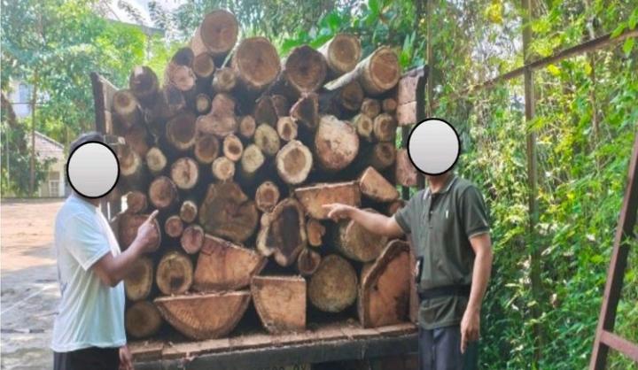 Tebang Puluhan Pohon di Hutan Lindung Lampung Selatan, Residivis Illegal Logging Kembali Diciduk