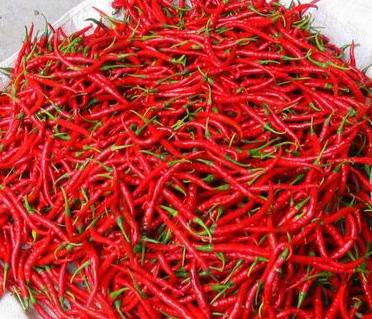 Harga Cabai Merah Sangat Pedas di Riau Tembus Rp150 Ribu/Kg Harga Cabai Merah Sangat Pedas di Riau Tembus Rp150 Ribu/Kg