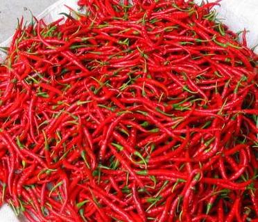 Harga Cabai Merah Sangat Pedas di Riau Tembus Rp150 Ribu/Kg