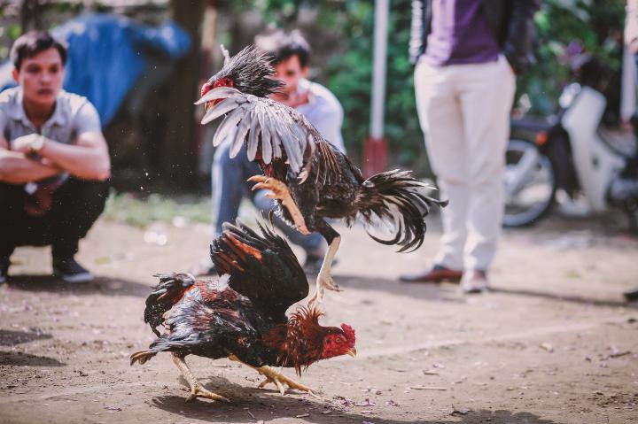 Gerebek Judi Sabung Ayam di Desa Gedung Harta, Barang Bukti Diamankan Polsek Penengahan