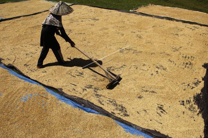 BPS : Harga Beras Kualitas Premium Lampung  Naik Sebesar 1,92 Persen