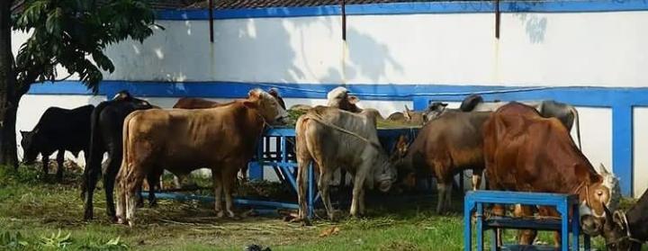 PT. Pelindo II Cabang Panjang Berikan 24 Ekor Sapi Kepada Masyarakat Bandarlampung