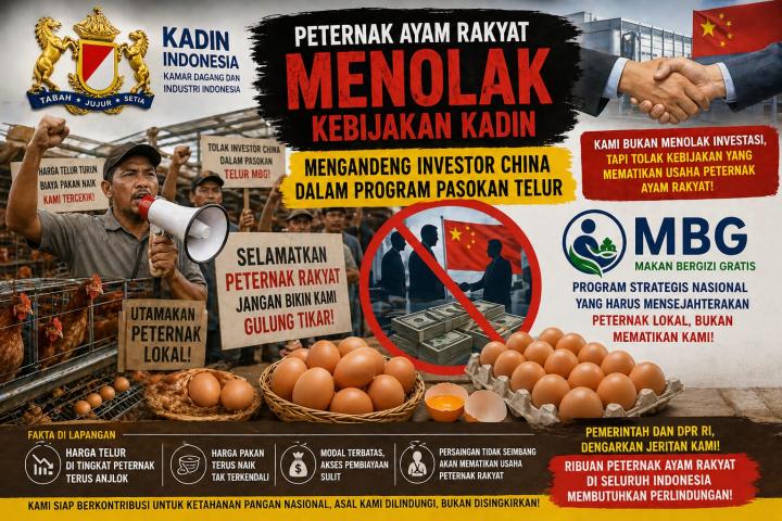 Lonceng kematian !! Kadin Gandeng Investor China untuk penuhi Telor MBG, UMKM Peternak Ayam Petelur Terancam Gulung Tikar.