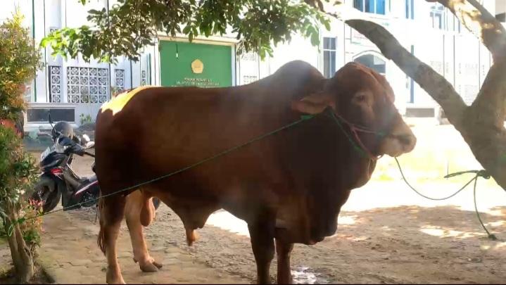 Jelang Idul Adha, Pemkot Bandar Lampung Serahkan 62 Sapi dan 99 Kambing Kurban