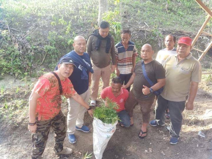 Ditresnarkoba Polda Lampung Ungkap Ladang Ganja di Bakauheni, 1 Pria Diciduk 