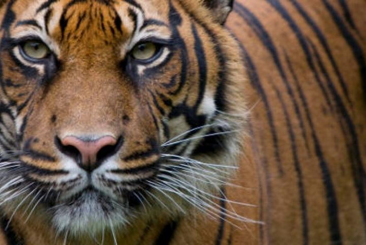 Menyusuri Hutan, Bocah Tewas Tanpa Kepala Diterkam Harimau di Riau