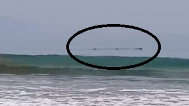 Apakah Pertanda! Sebelum Gempa Banten, Hiu Paus Muncul di Bibir Pantai