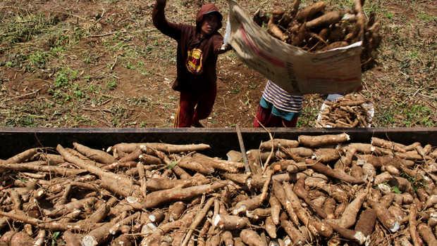 Singkong di Tubaba Kembali Anjlok hingga Tujuh Persen, Petani Mulai Goyah