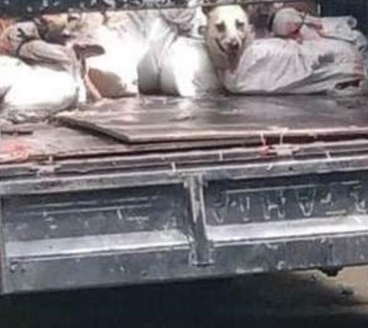 Penyelundupan Anjing di Kulonprogo, Tersangka akan Segera Disidangkan