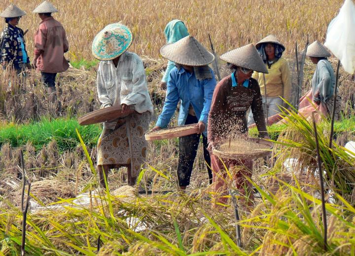  Hari Tani Nasional 24 September,  Nasib Petani Masih di Kriminalisasi