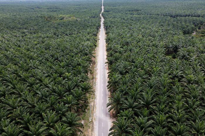 Isu Deforestasi Imbas Kepada Pengusaha Sawit, Benarkah?