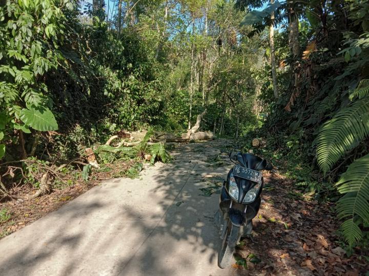 Pohon Besar Tumbang, Melintang Dibadan Jalan Lingkar Kabupaten Di Pekon Jagaraga Sukau