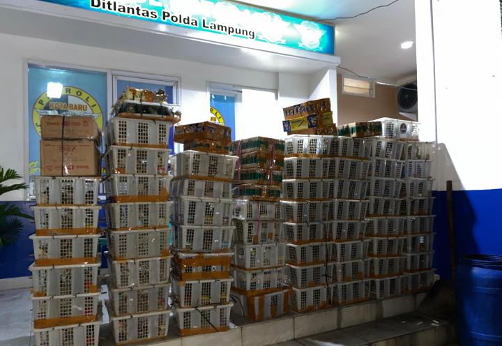 1.532 Burung Ilegal Digagalkan di Tol Tebanggi–Bakauheni