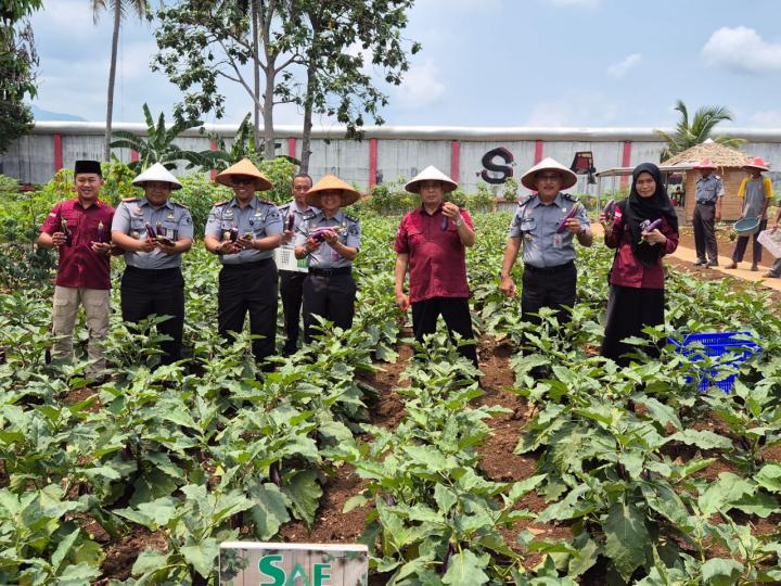 Hasil Karya Warga Binaan Lapas Kelas 1 Bandar Lampung, Kadivpas Hingga Kalapas Kompak Panen Terong Ungu 