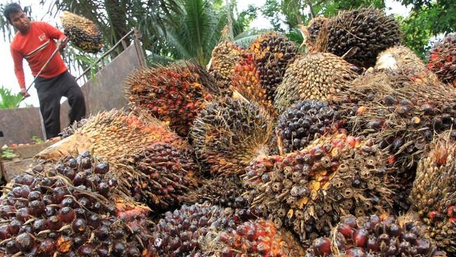 SPKS Desak Perbaikan Sistem Penjualan Kredit RSPO agar Petani Sawit Mandiri Dapat Manfaat Ekonomi yang Adil