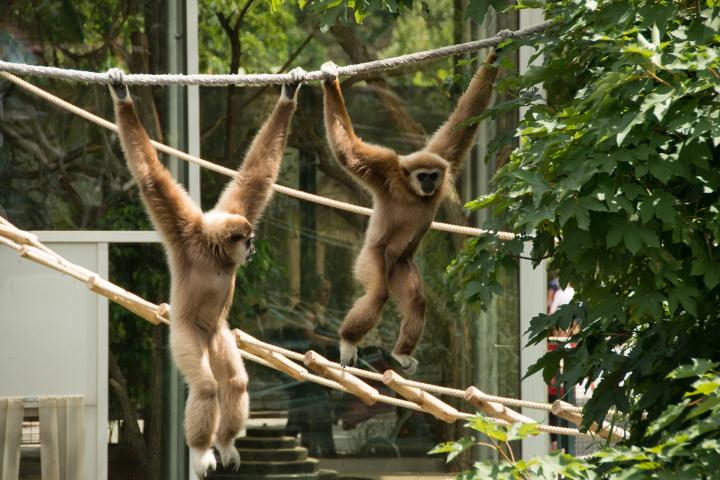 Ratusan Satwa Dilindungi yang  Dilepasliarkan ke Habitat Aslinya