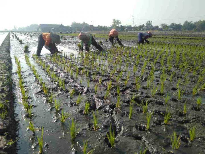 PT Wilmar Padi Indonesia Salurkan Bantuan untuk Warga Terdampak Banjir di Lampung Selatan