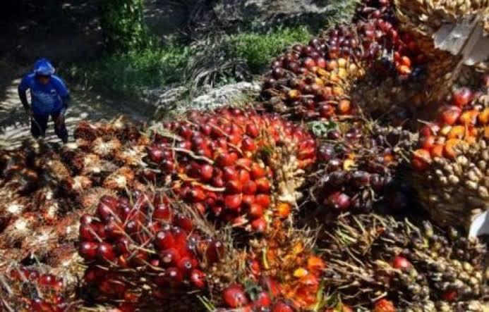 Petani Sawit Indonesia Apresiasi ke Presiden Jokowi cabut Larangan Eksport