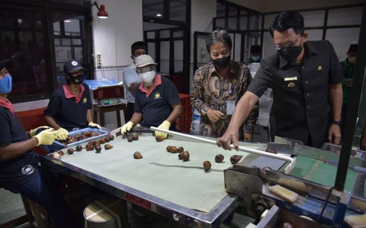 Petani Salak Pondoh Butuh Pemkab Jembatani Ekspor Salak Gunakan Penerbangan