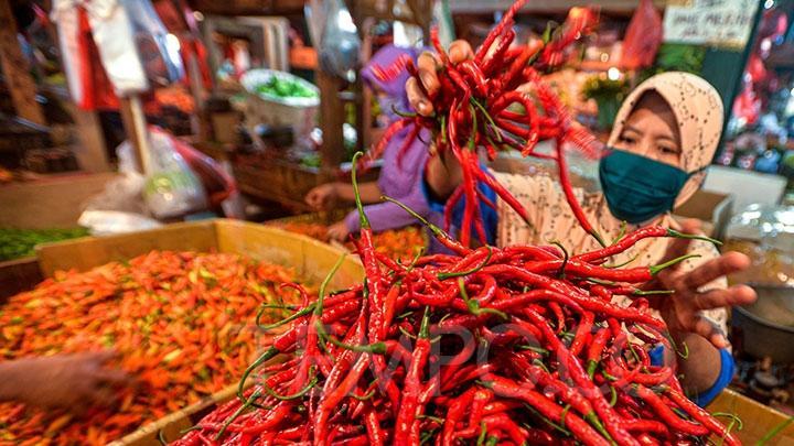 Harga Cabai  Anjlok  Hingga 2.500/Kg, Petani di Kulonprogo Cabuti dan Bakar Cabai