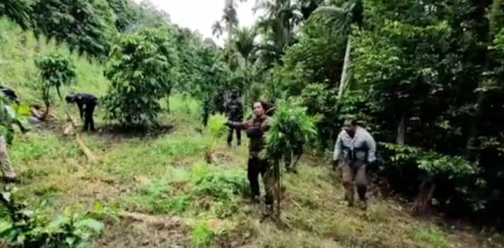 Pengembangan ke Aceh, Satgas Siger Polda Lampung Ungkap 6,28 Hektar Kebun Ganja dengan BB Mencapai 40,3 Ton 