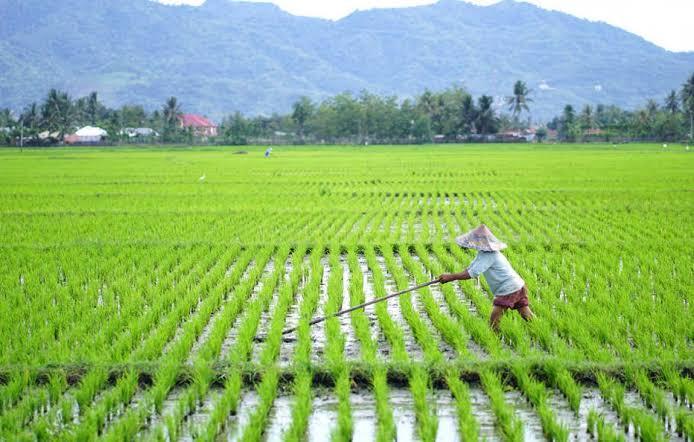 Sepanjang Januari-Maret Persawahan Lampung Banjir 2.952 Ha, Program AUTP Didorong Untuk GencarkanÂ 