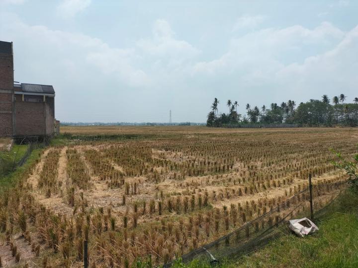 765 Hektare Lahan Pertanian Padi di Lampung KekeringanÂ 