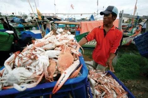Lampung Termasuk Salah Satu Daerah Yang Menyumbang Perikanan Tangkap Rajungan
