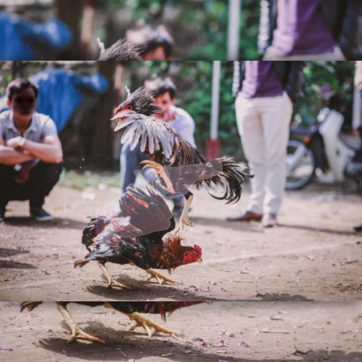 Sabung Ayam Tragedi, Oknum TNI-Polri Jadi Tersangka Kasus Perjudian dan Pembunuhan pada Insiden Way Kanan