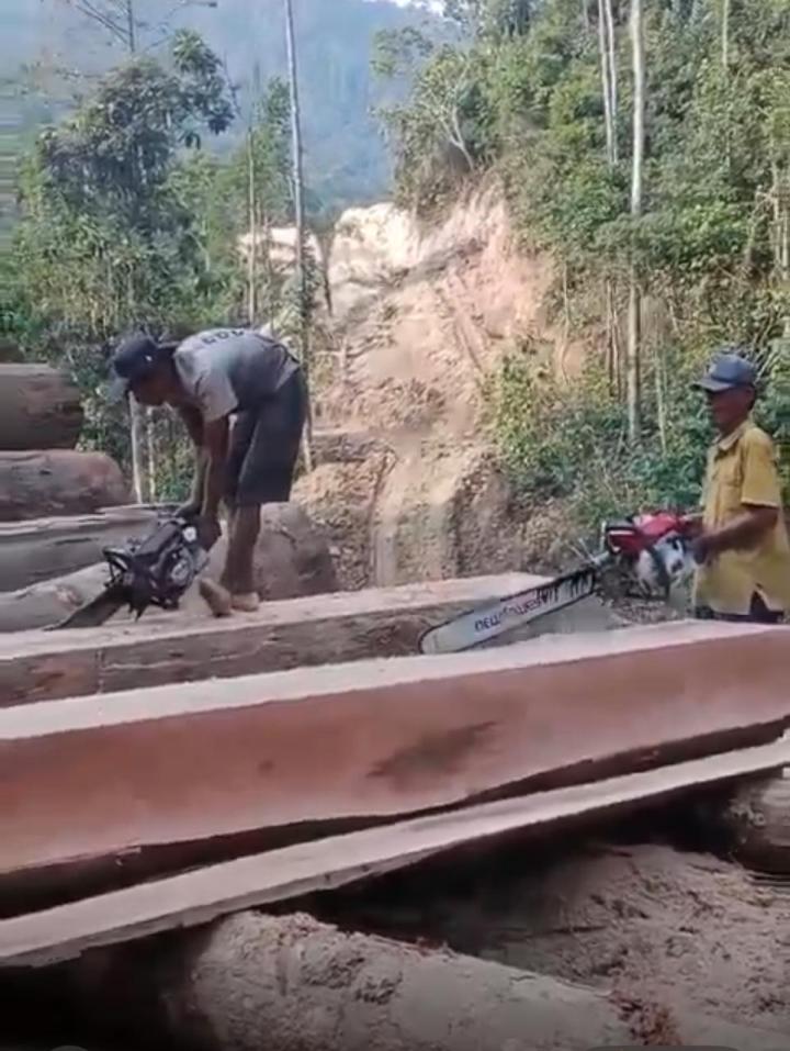 Viral Video di Duga Ada Aktivitas Pembalakan Hutan di Wilayah Pesisir Barat 