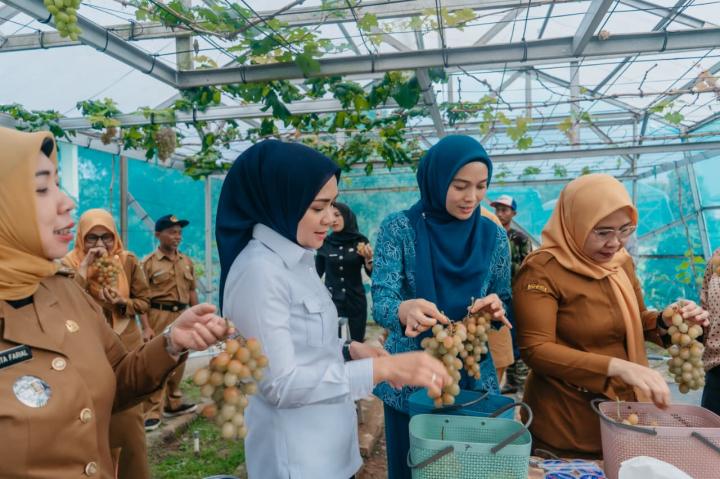 Panen Anggur dan Melon di PKK Agro Park, Ketua TP.PKK Provinsi Lampung Dorong Pemanfaatan Pekarangan Produktif