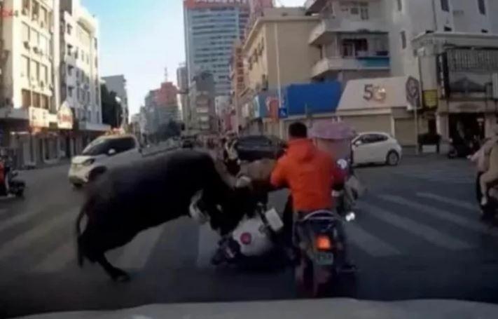 Diserang Kerbau, Sejumlah Pengguna Jalan Dilarikan ke RS