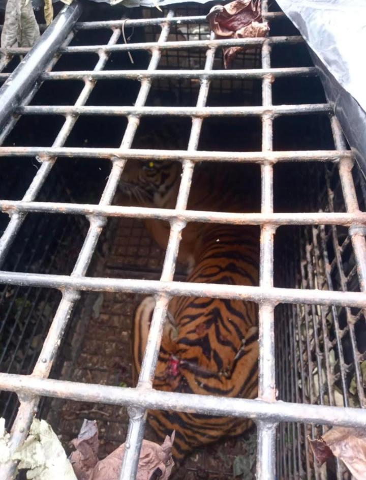 Harimau Sumatera Tertangkap di Sukabumi Lambar, Petugas Tunggu BKSDA Untuk Proses Evakuasi 