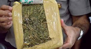 Edarkan Ganja, Mahasiswa Bandar Lampung  Ditangkap