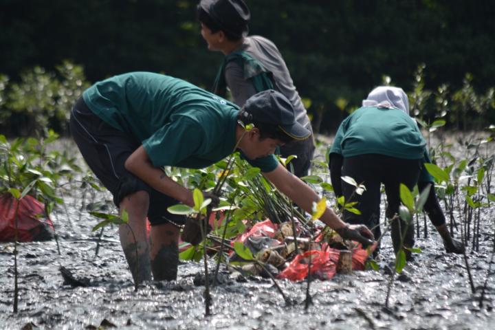 Dukung Pelestarian Kawasan Pantai, PLN Tanam 4000 Mangrove dan Bangun Fasilitas Ekowisata Mangrove