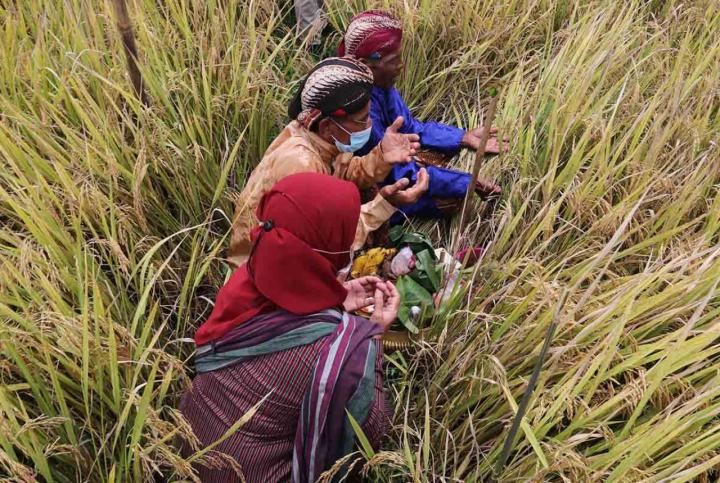 Petani Bantul Gelar Tradisi Wiwitan, Bentuk Rasa Syukur Petani Atas Nikmat Yang Diterima