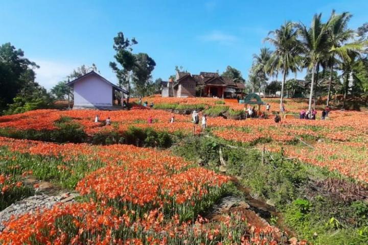 Berwisata ke Kebun Bunga Amarilis Gunungkidul