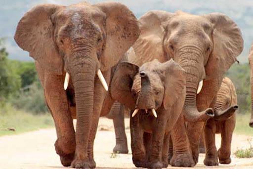 Konflik Gajah Masuk Pemukiman Warga  di BNS dan Suoh, Ini Kata Forkofimda