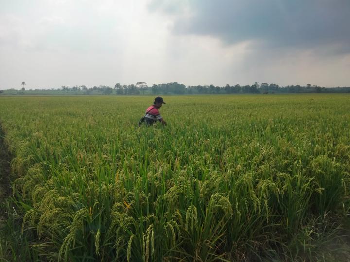 Pelarangan Gabah Keluar Lampung Akan Sengsarakan Petani 