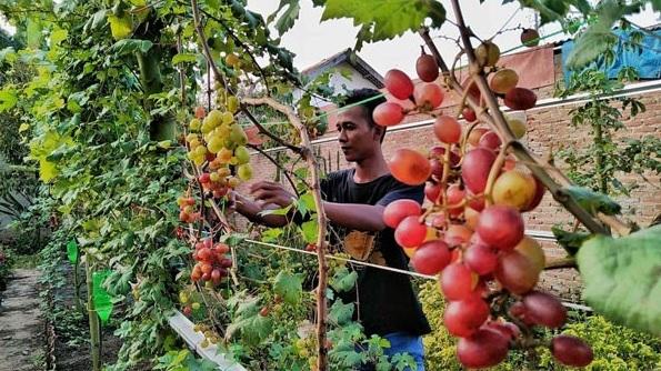 40 jenis Anggur impor, di Budidayakan Masyarakat Lamtim